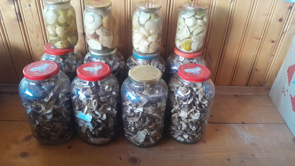 Продам гриби сухі і мариновані