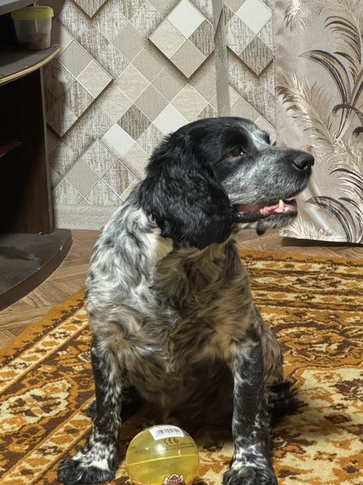 Хлопчик на случку