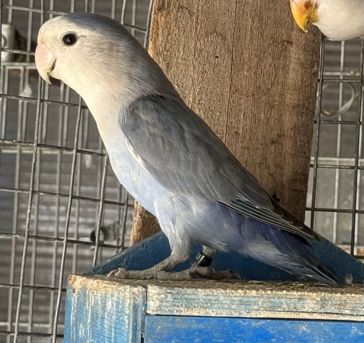 7 aves 3 red rumped 1 Kakariki 3 Agapornis rosicoler.