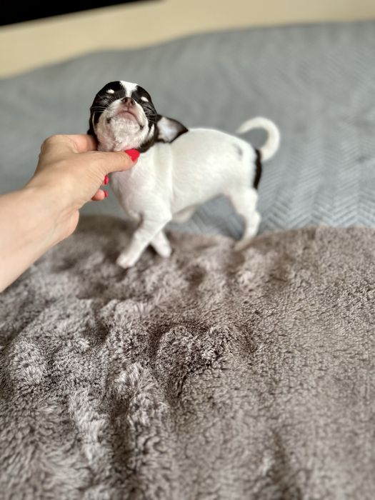 Femea chihuahua mini