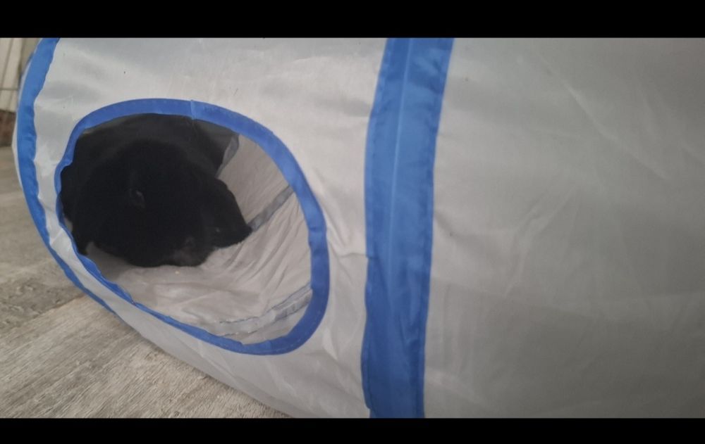 Króliczek szuka domu