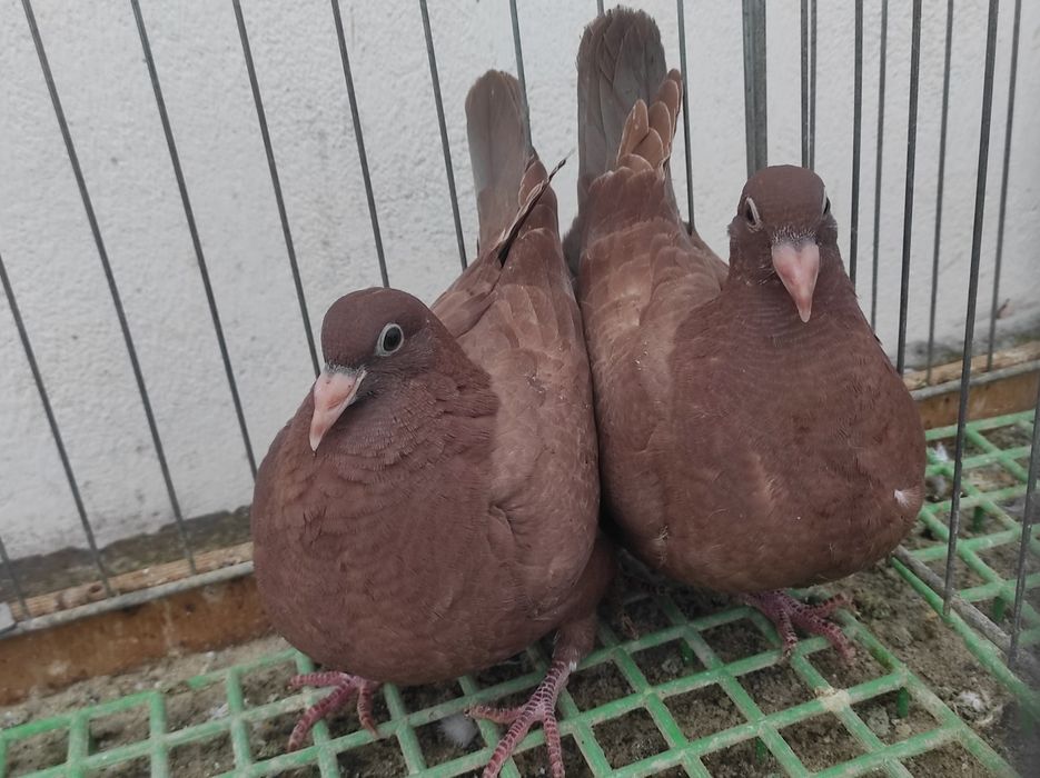 Gołębie pocztowe - Mulemansy młode