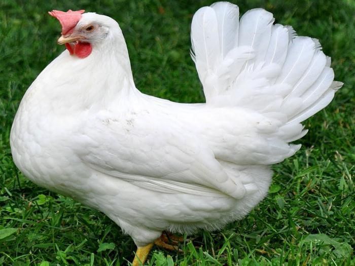 Kury nioski Messa i Leghorn Sendi transport Borzęta