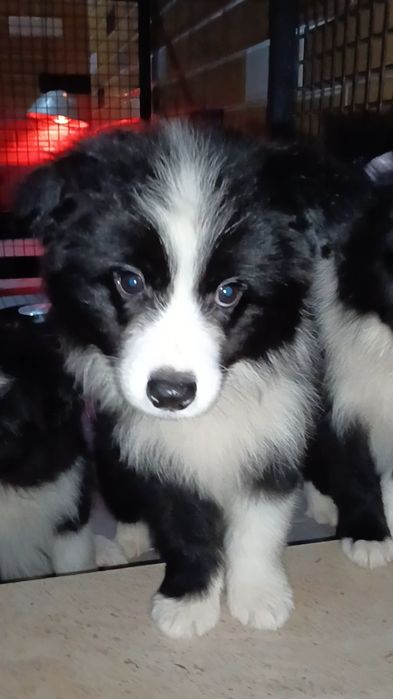 Border Collie linhagem de exposição