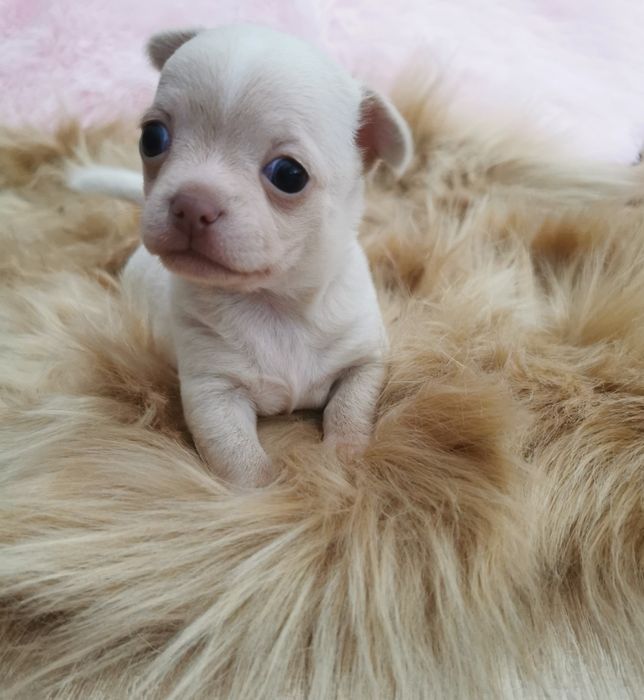 Chłopak Chihuahua