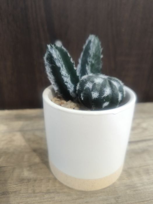 Sztuczne kwiaty – kaktusy w doniczce