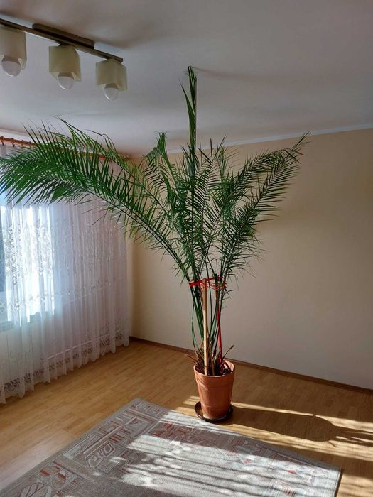 palma domowa 25 letnia  wysoka na 2,4 m