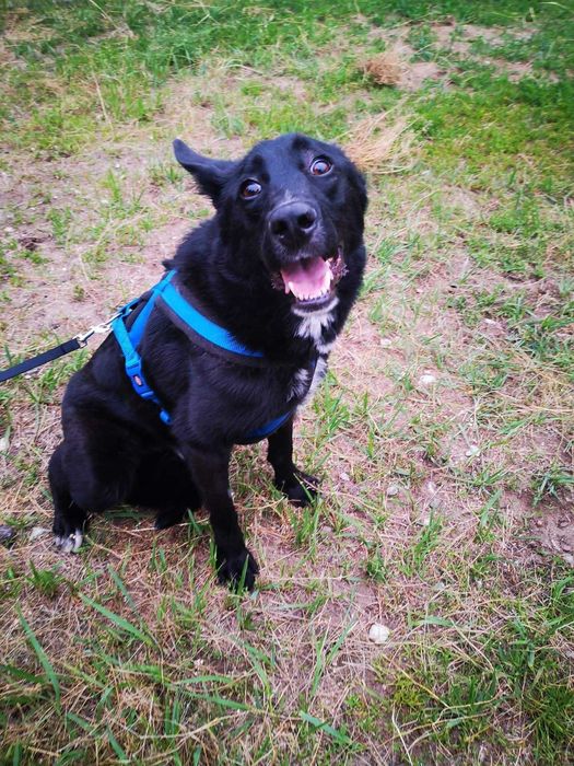 Kargul – wierny przyjaciel gotowy do adopcji