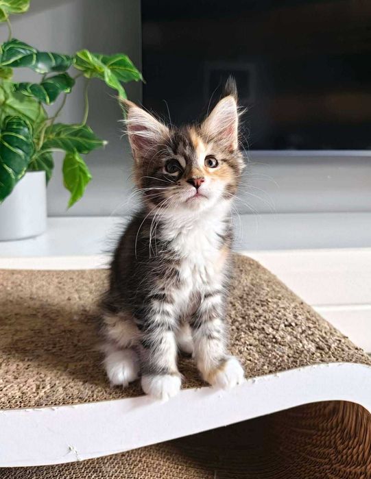 Kotka Maine Coon