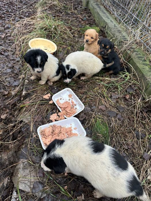 Цуценята шукають дім