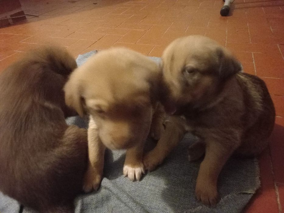 Para adoção responsável