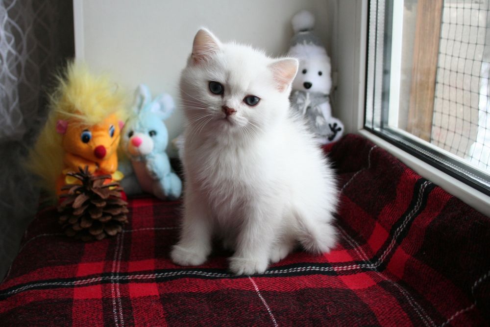 Британские котята шиншиллы купить