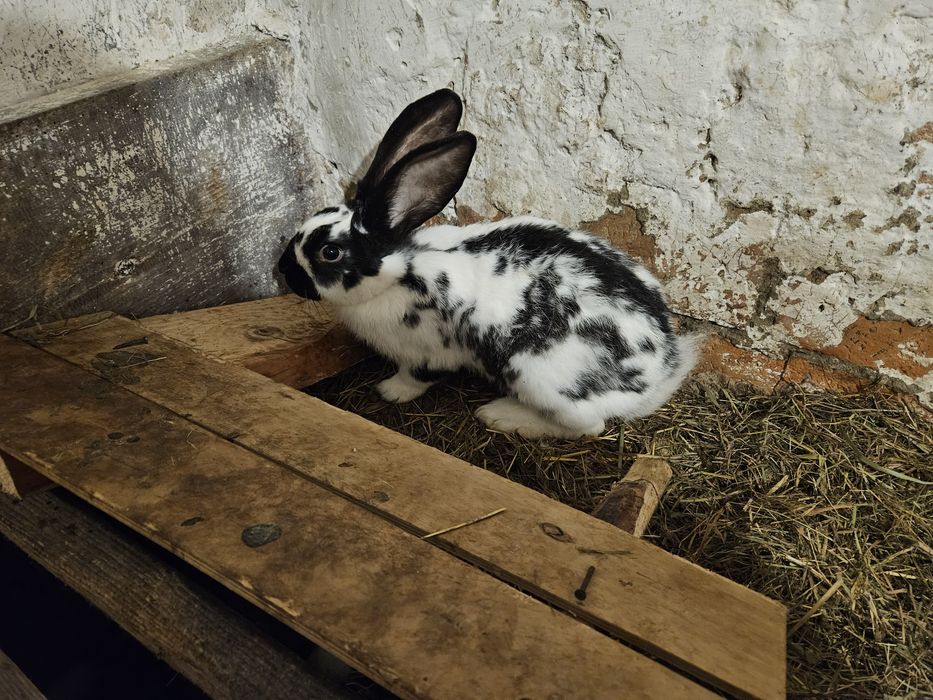 Króliki samce , samice i samice kotne.