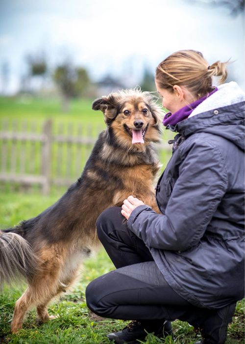 MacGyver - super pies do adopcji