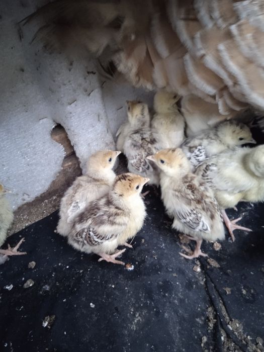 Продаються індюшата,120