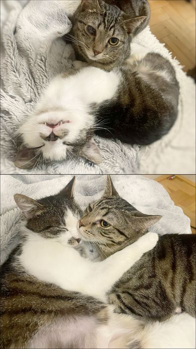 Kociak idealny szuka miłości :)