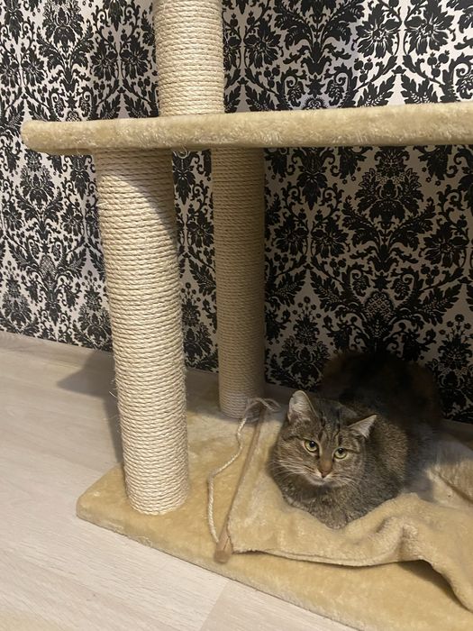 Дряпка для кота