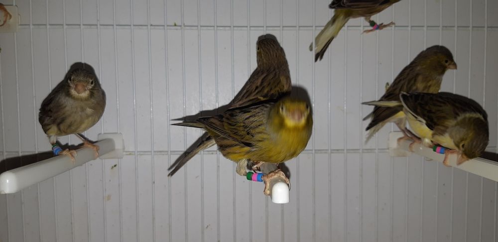 Canarios Timbrado Espanhol