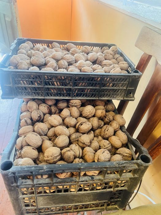Продам горіх грецький