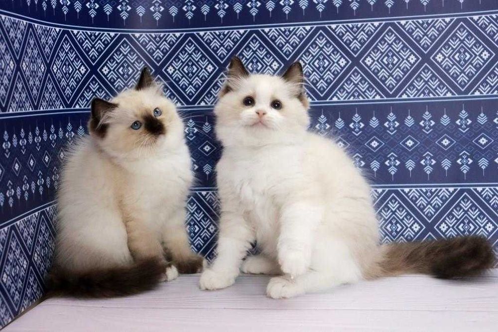 Дивовижні кошенята породи регдолл