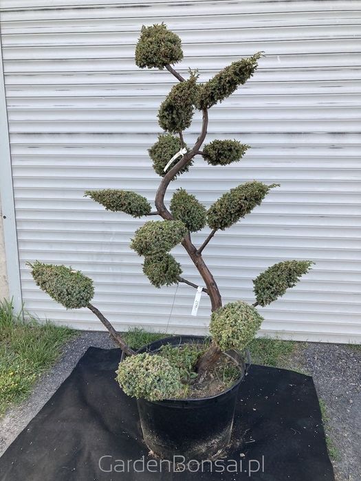 OZDOBA- Bonsai z jałowca chińskiego 'BLUE ALPS' - 170 cm