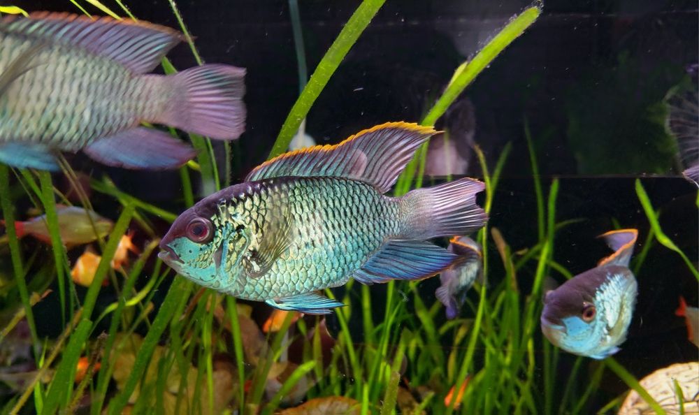 Akary Electric  Blue