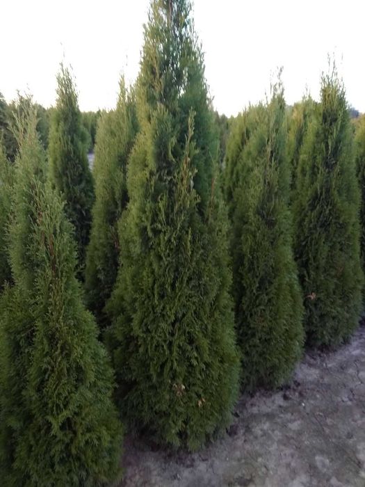 ТУЯ Смарагд:1,00-2.70м