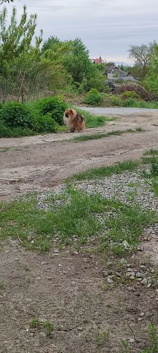 Запрошуємо на в'язку, на побачення. померанский шпіц соболь. Шпиц