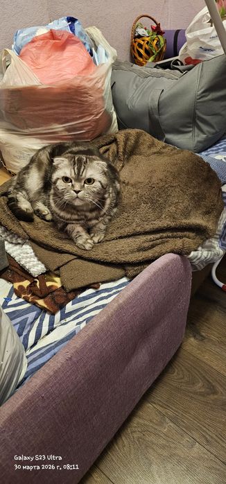 Отдадим бесплатно Шотландского кота