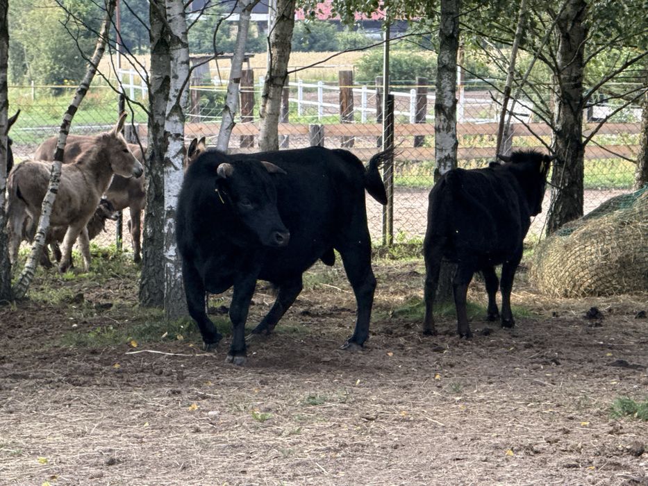 Byk czarny - bydło afrykańskie