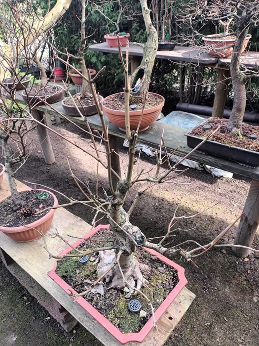 Drzewa Bonsai i Pre-Bonsai