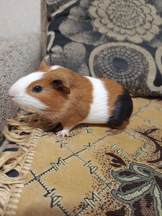 Морська свинка дуже гарна