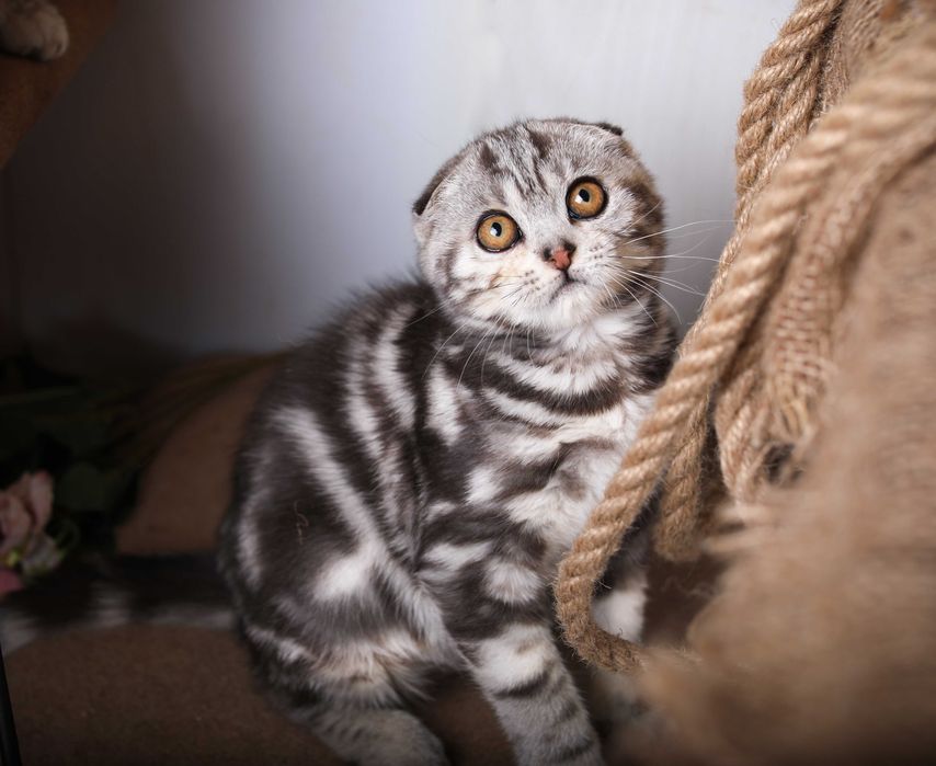 Красивейшие мраморные котики