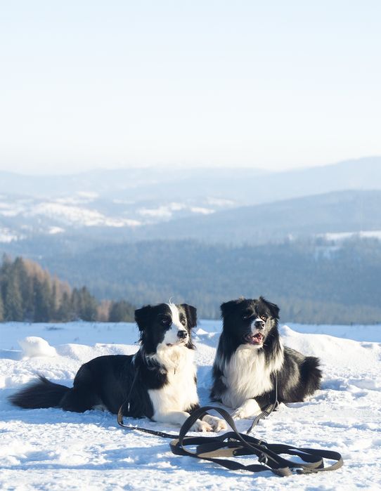 Border Collie ZKwP/ FCI suczka Brudzowice • OLX.pl