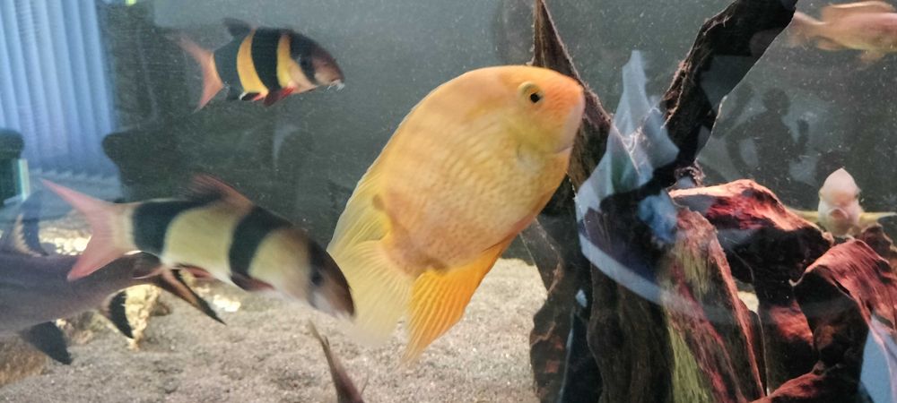 Pielęgnica Severum gold