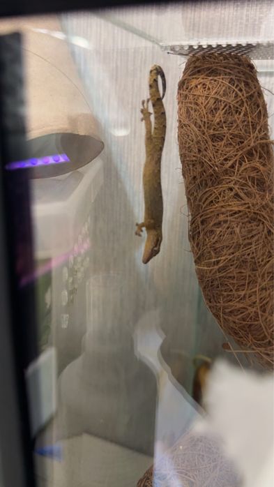 Gekony płaczace z terrarium