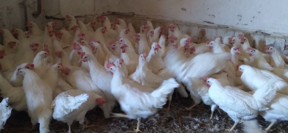 Kury Nioski Leghorn 24 tygodnie! Wysyłka!
