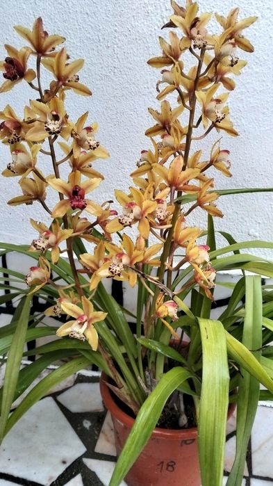 Vasos cheios de orquídeas