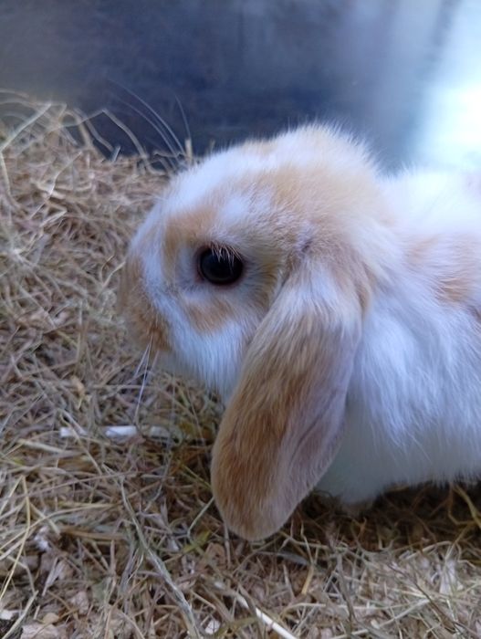 Coelho Belier muito fofo