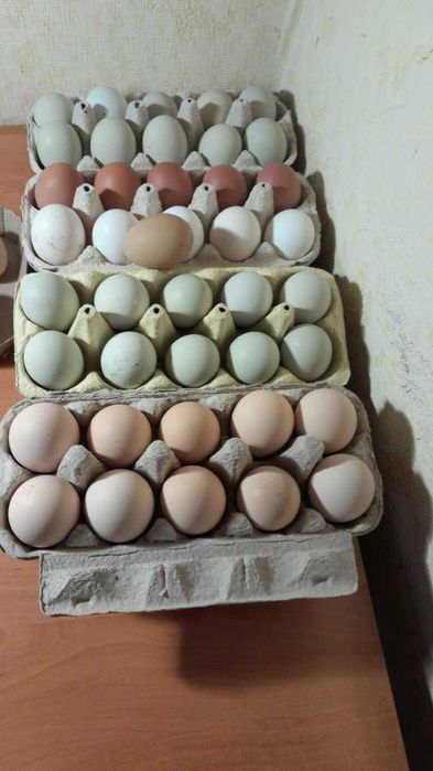 Домашні яйця звичайних курей  та бентамок на інкубацію