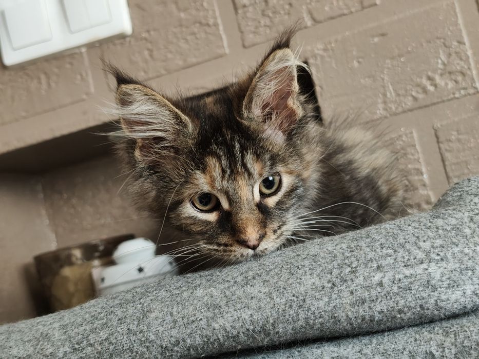 Dziewczynka Maine Coon