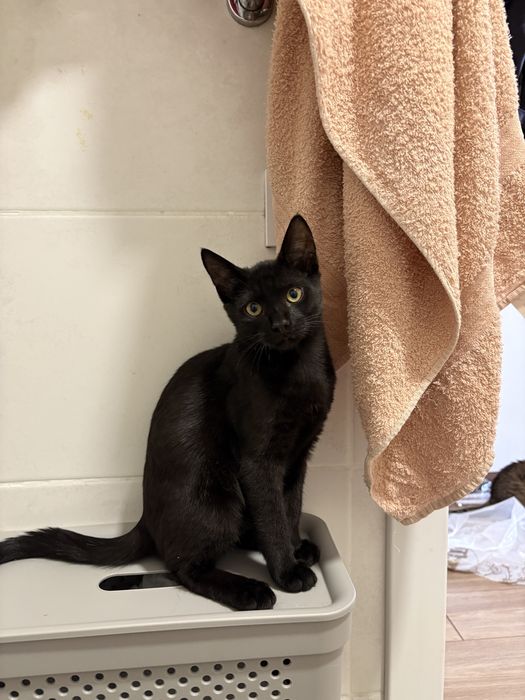 Кошеня , котик чорний