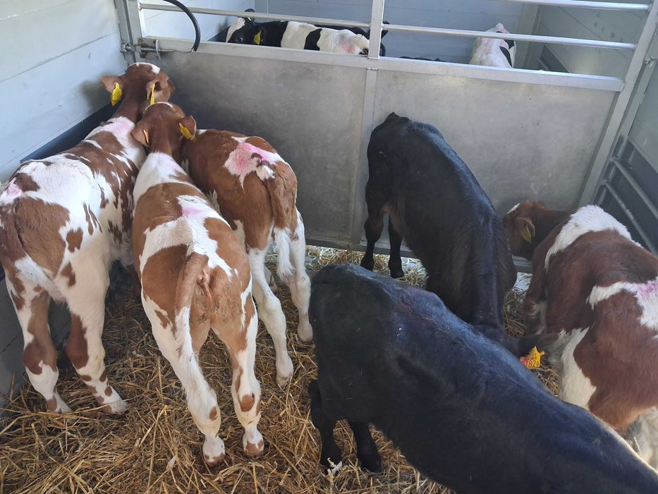 byczki cielęta cielaki mm ncb hf