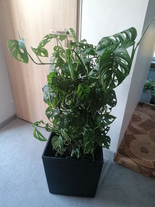 Monstera Adansona - adasoni, monkey mask