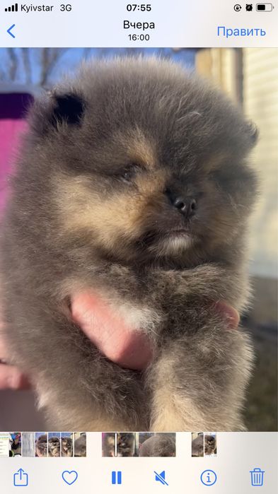 Померанский шпиц , 1 месяц,