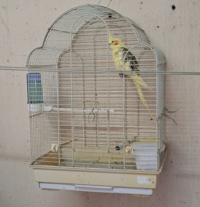 Aratinga sol domésticada,  ring neck violeta , casal caturras mutação  , fêmea domésticada  e  4 gaiolas onde estão