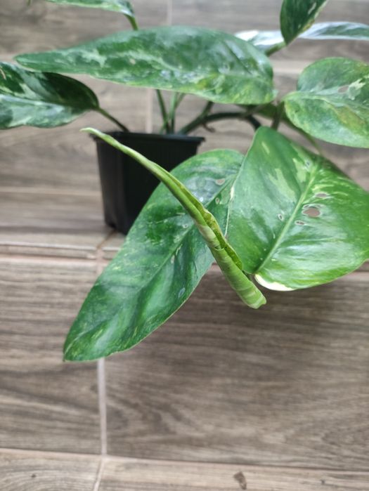 Epipremnum pinnatum variegata