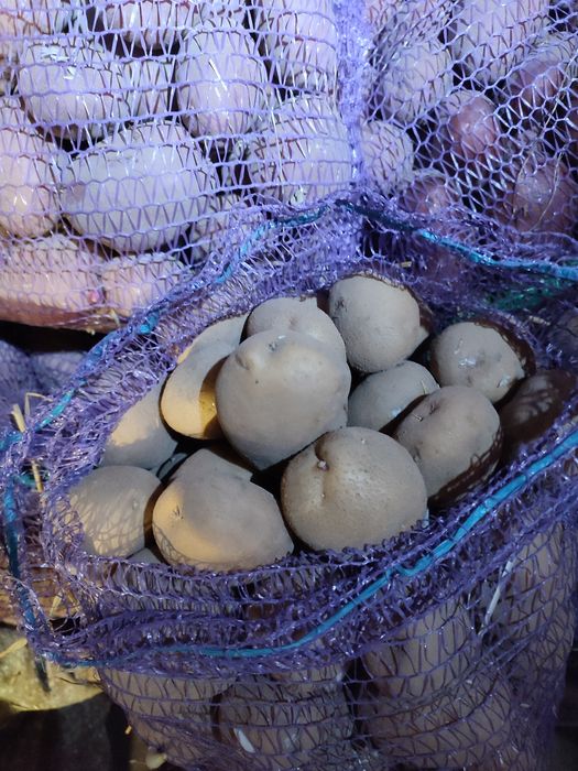 Продам картоплю велику