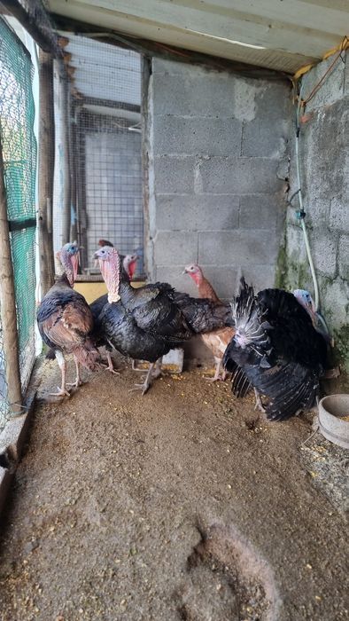 Vendo 3 casais de perús de várias cores