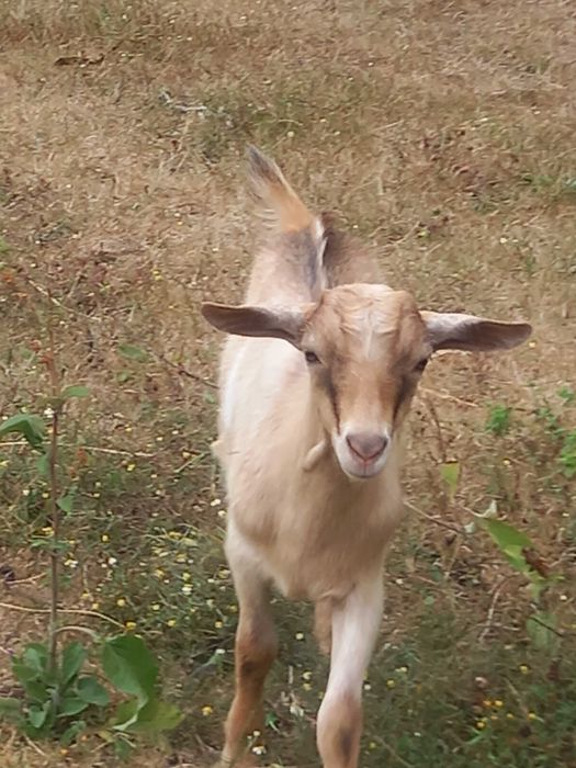 Cabrito macho 3 meses